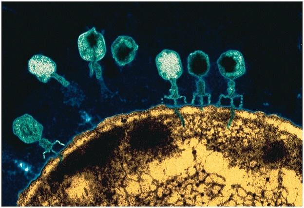 Figure: Bactériophage se fixant à une bactérie (Wikipédia source)